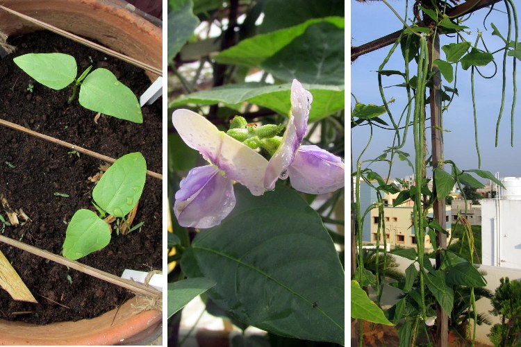 germinación, flores y vainas de frijoles largos