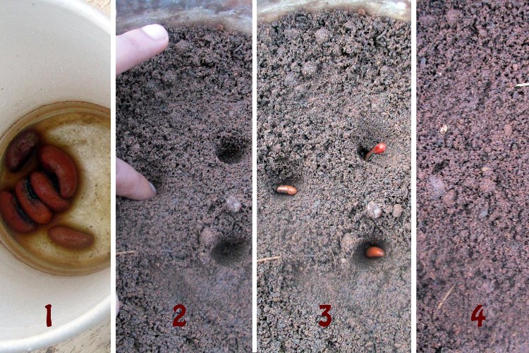  Guide étape par étape pour semer des graines de haricots longs 