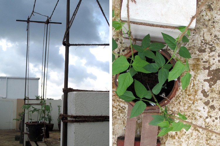 Trellis structure for long bean 