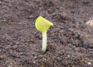 Pumpkin seed germinated