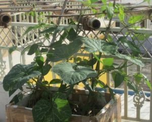 Pumpkin growing in a box type container