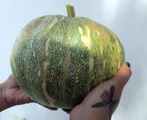 Just Harvested Pumpkin