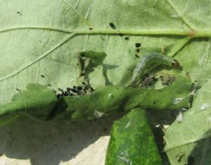 Curling of Okra leaves by a Caterpillar 
