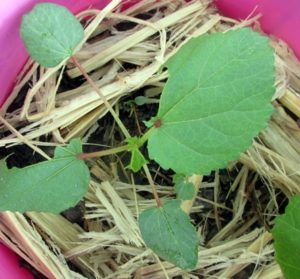 Young Okra plant eaten up overnight