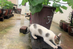 kitten in the garden