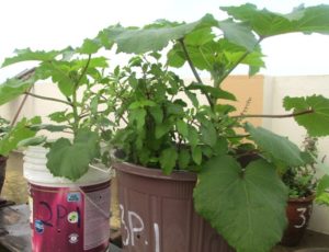 Month old okra plants in plastic buckets