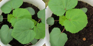 All but one okra plant was removed after plants developed four true leaves