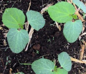 Okra seedlings