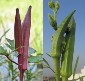 red vs green okra