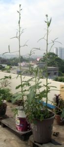 okra plants can grow up to ten feet
