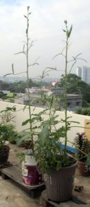 okra plant in container