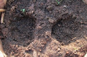 Making a small well for sowing radish seeds helps in keeping the plant straight later