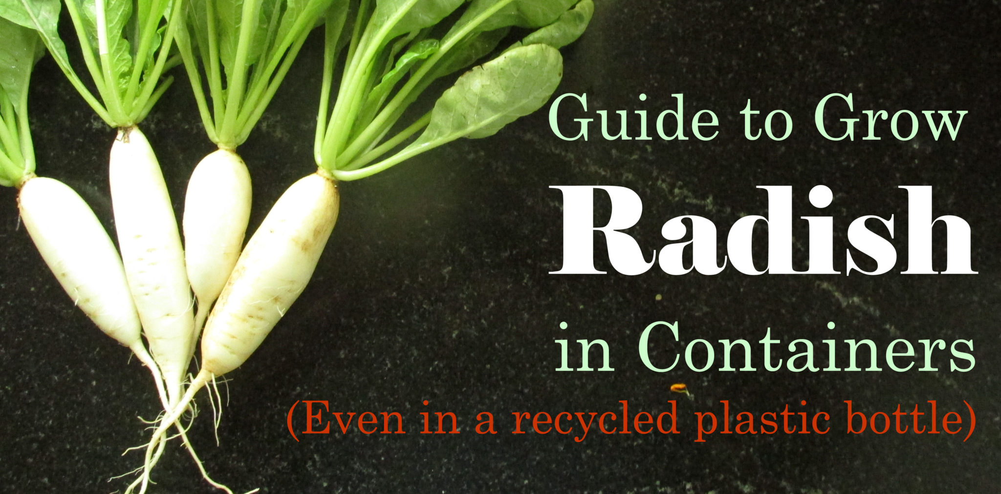 The Ultimate Guide to Radishes