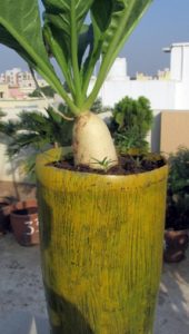 A single radish plant can be grown in a recycled plastic bottle 