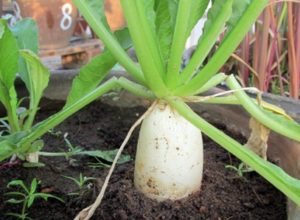 well formed radish peeking out of the soil