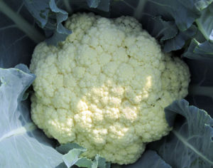 Fully grown cauliflower ready to be picked