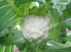Young cauliflower