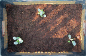 Cauliflowers work well in box container