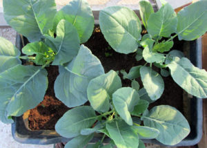 Cauliflower Plants in growing stage