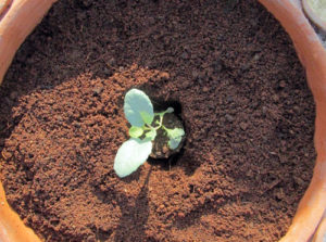 Transplant one cauliflower sapling in 15-20 liter pot when you are growing cauliflowers in pots