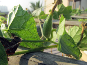 Pointed gourd is a good vegetable that you can grow in summers.