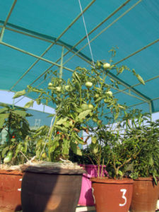 A shade house is great to have to protect your plants in summer in your garden.