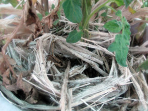 Sugarcane bagasse can also be used a mulch. This is more wind tolerant than dry leaves. 