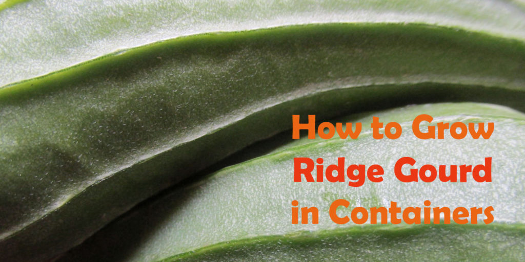 How To Grow Ridge Gourd In Pots