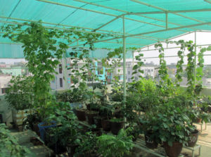 Shade House Structure makes efficient use of space by allowing climbers and creepers to grow vertically