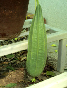 Ready to harvest ridge gourd