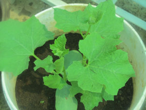 Plant ridge gourd in at least 20 liter pot