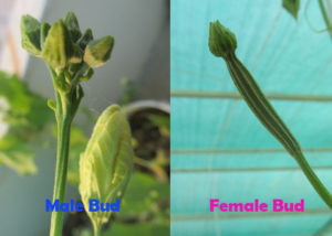 Ridge gourd female and male flower buds