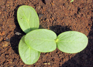 Ridge gourd seedling