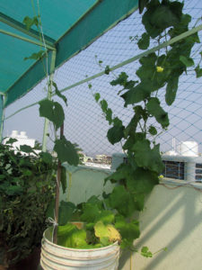 Ridge gourd vine can climb even on fishing net