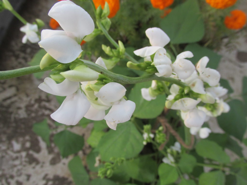 Broad Bean Plant in Flowering Stage