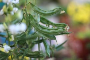 Mature Broad Beans Pods