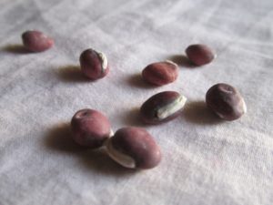 Broad Bean Seeds