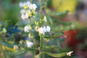 Young Broad Beans Pods