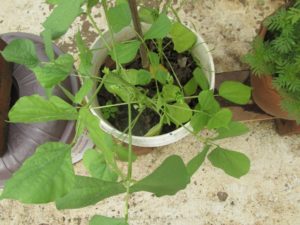 Bush Variety Broad Bean Plant