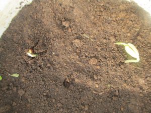 Germinated Broad Bean Seeds