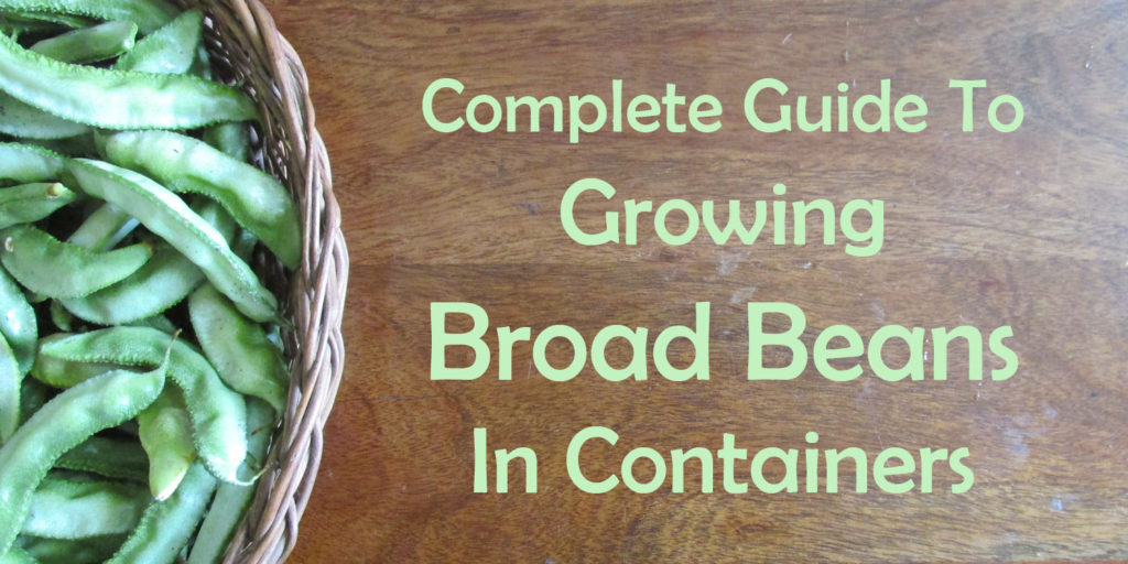 Growing Broad Beans in Containers