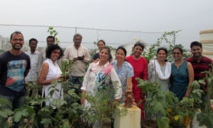 Entire batch in our Organic Terrace Garden