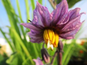 Flower of aubergine