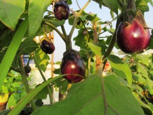 Eggplants galore