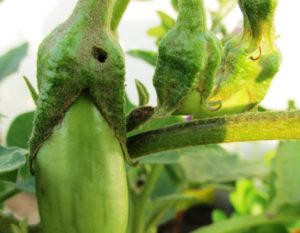 Fruit borer on brinjal