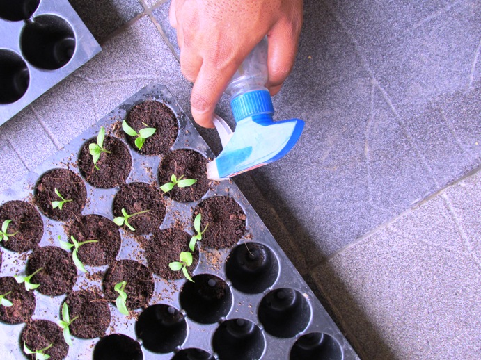 watering seedlings groworganic