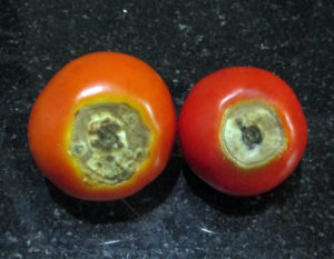 Blossom End Rot in Tomato