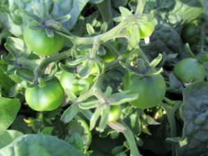 Cherry Tomatoes Growing in Bunch