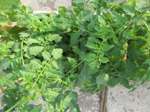Fully grown tomato plants