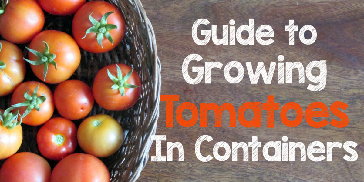Guide to Growing Tomatoes in Containers